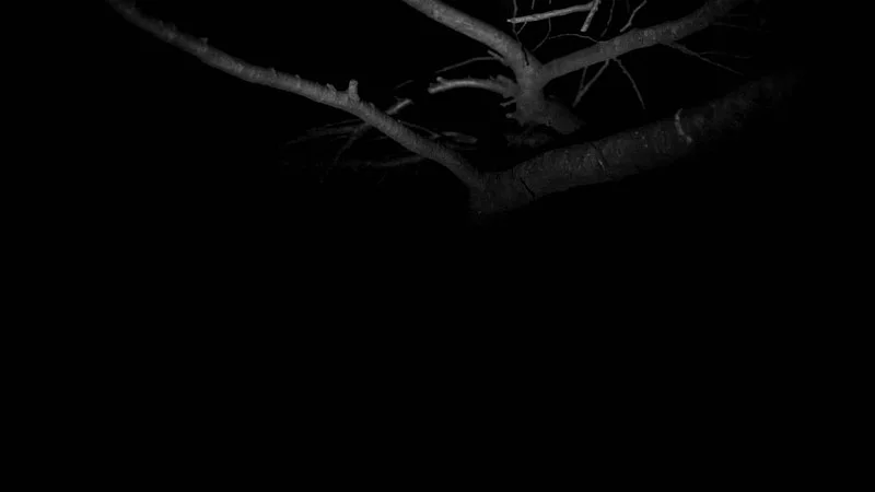 What remains, by Enzo Cillo/ Maria Lindström